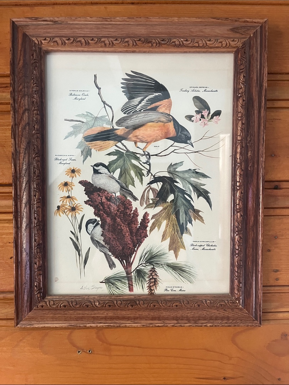 Arthur Singer #8 Series Black Capped Chickadee & Baltimore Oriole 11x13